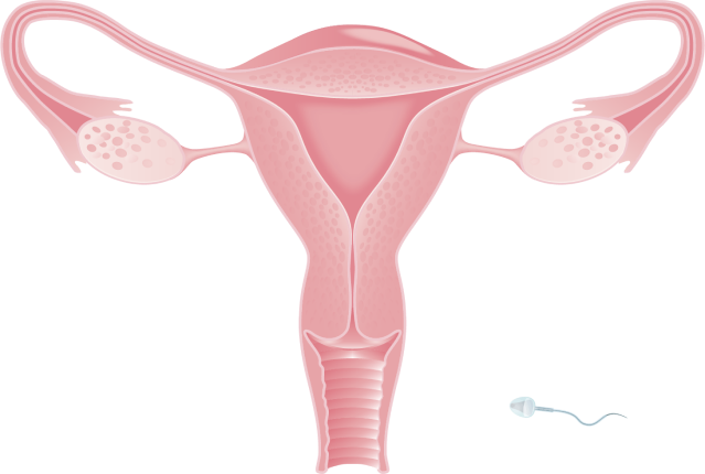 Illustration of bisected uterus