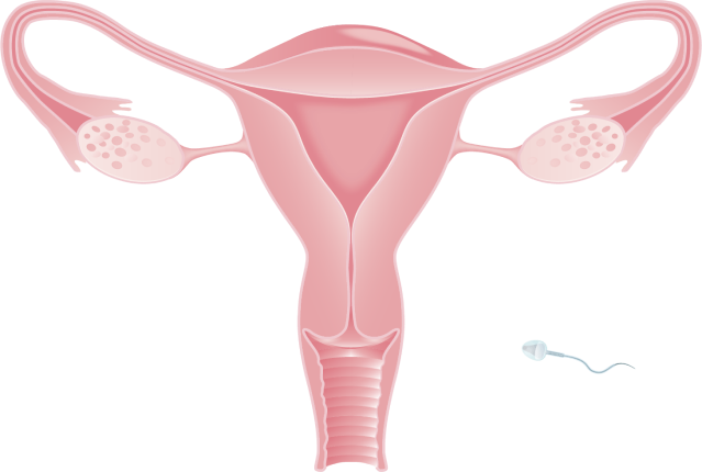 Illustration of bisected uterus